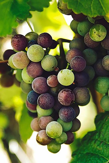 Whiskey Tasting Restaurant Kent