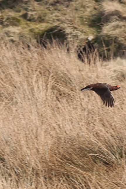 Restaurant Kent Fine Dining Grouse Dinner
