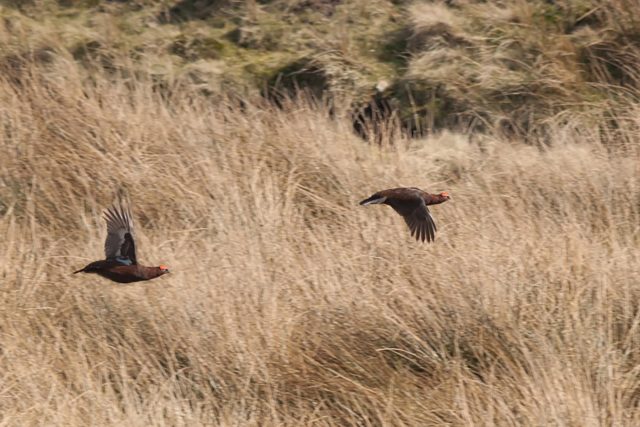 Restaurant Kent Fine Dining Grouse Dinner