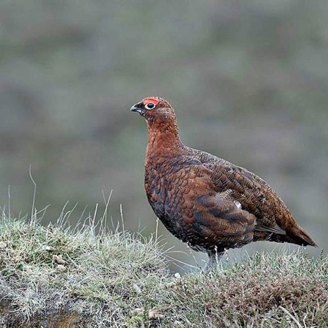 Restaurant Kent Orpington Grouse