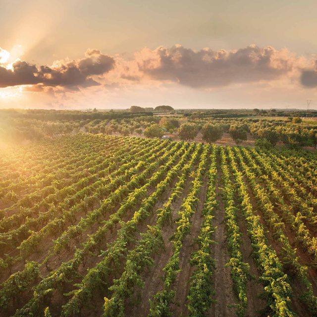 Best Restaurants Kent Bromley Michelin Bromley Orpington Locksbottom Cantele Winery Puglia Taste