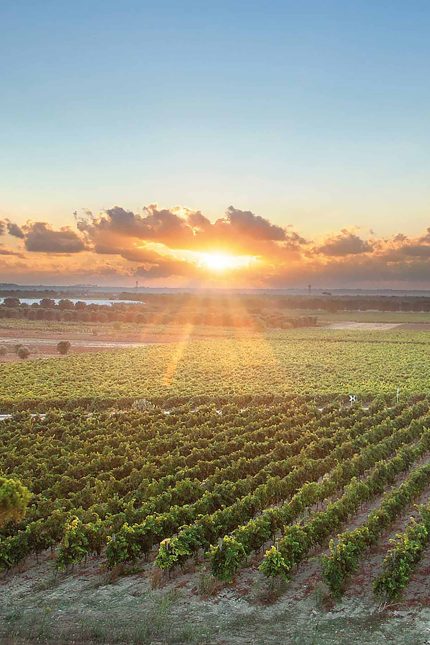 Best Restaurants Kent Bromley Michelin Bromley Orpington Locksbottom Cantele Winery Puglia Taste